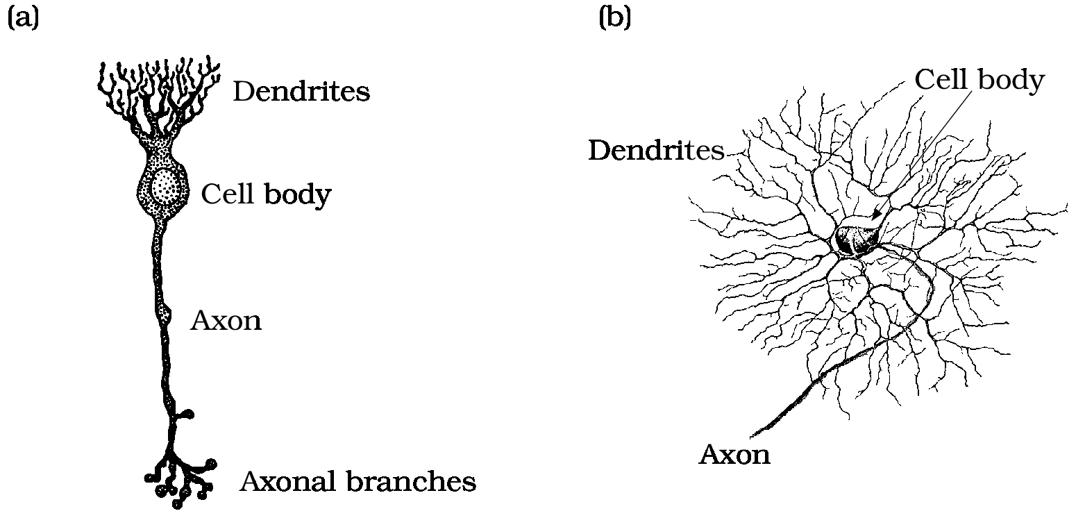 Figure: Typical Structure of a Nerve Cell - MSD Manual Consumer Version