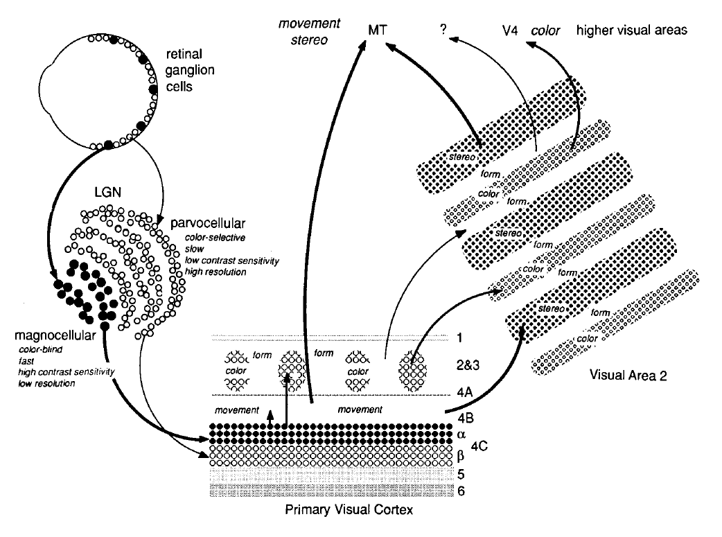 A Quantitative Map of the Circuit of Cat Primary Visual Cortex